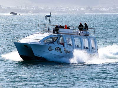 whale watching boat 300