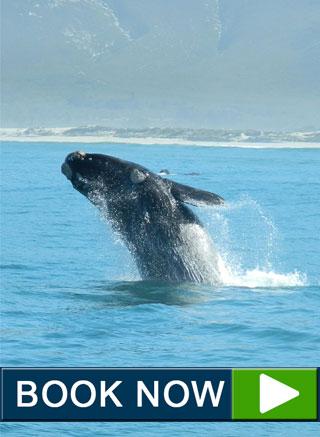 book now whale watching