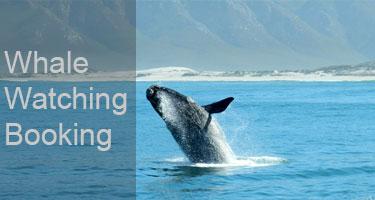whale watching booking