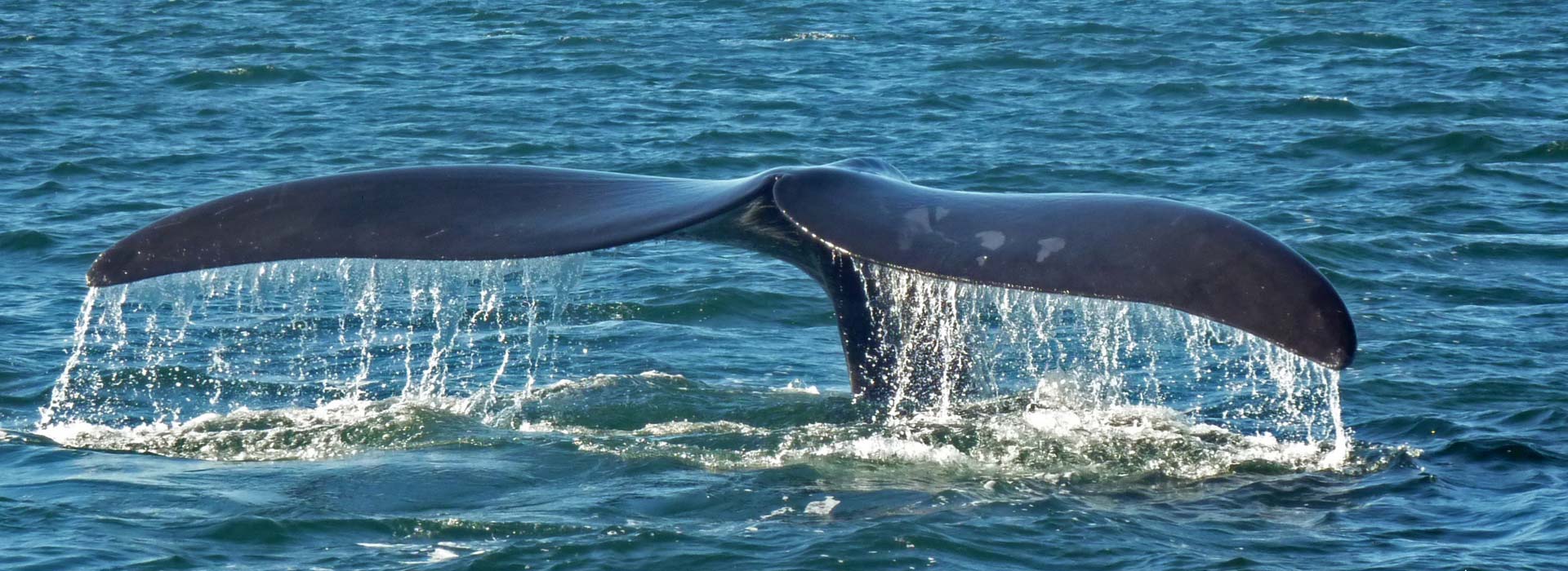 southern right whale tail header