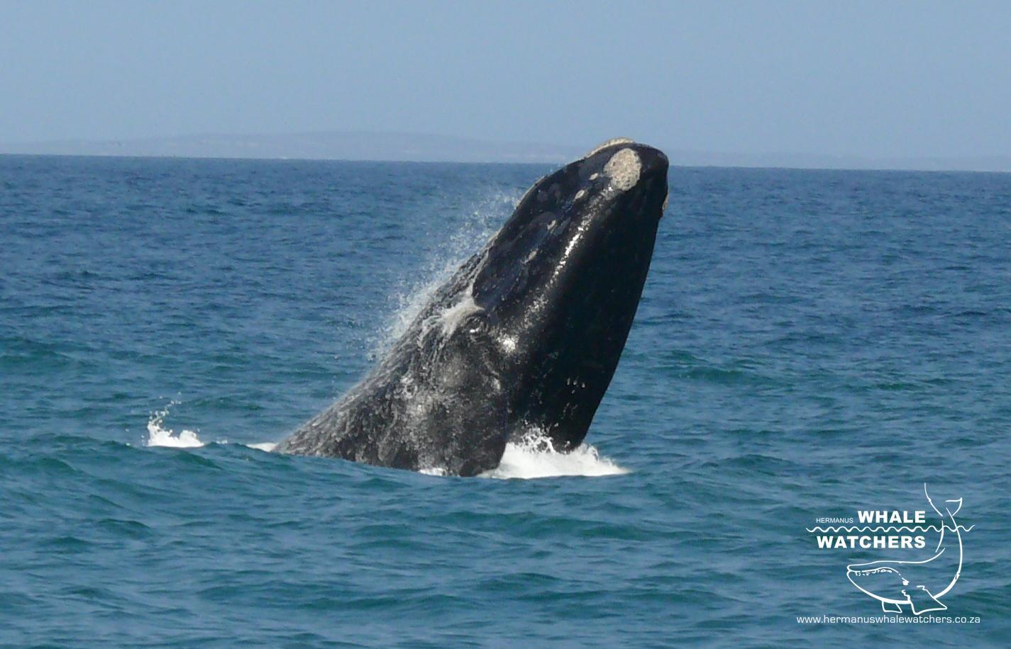 Southern Right Whale breach 4