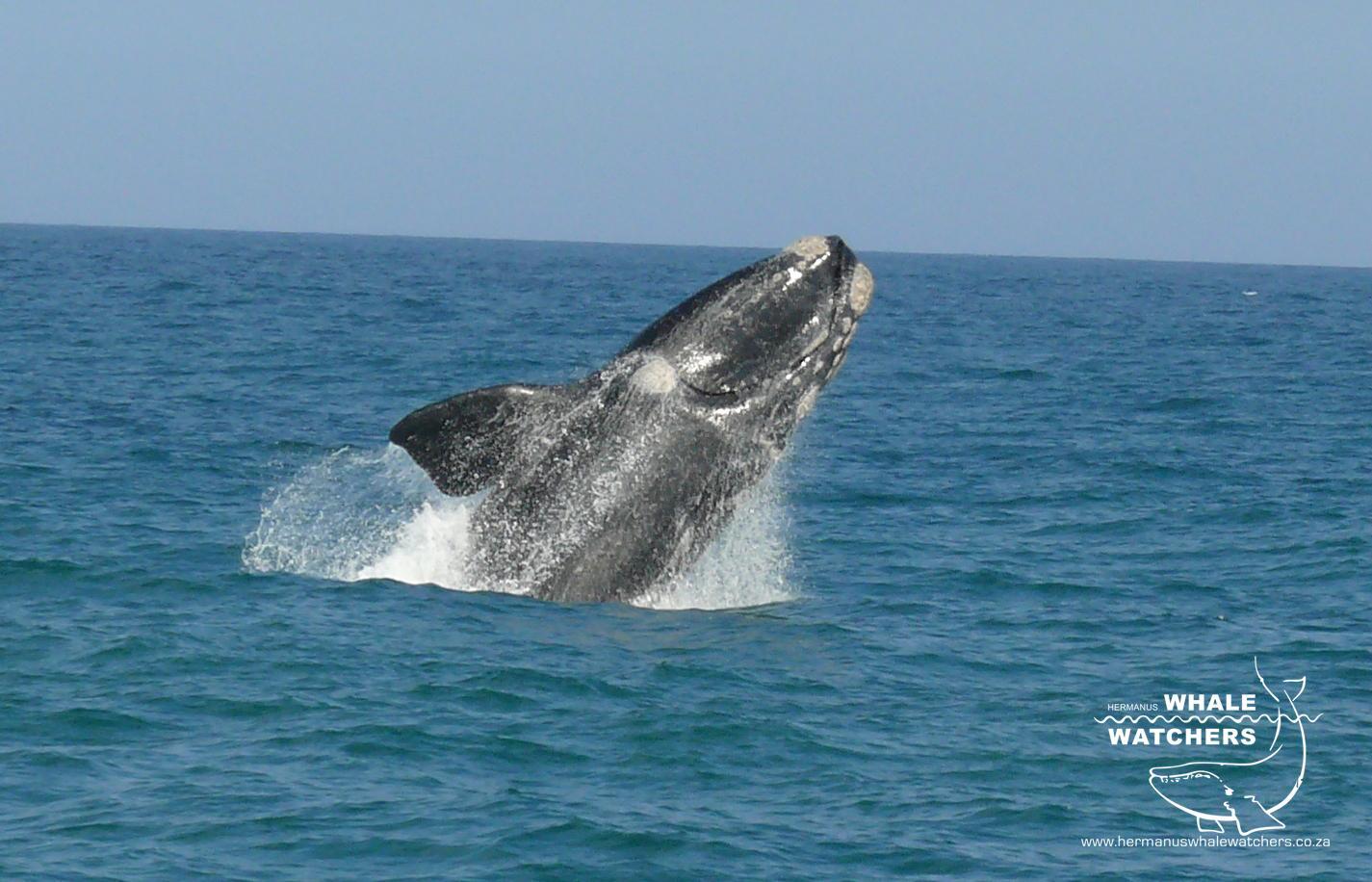 Southern Right Whale breach 5