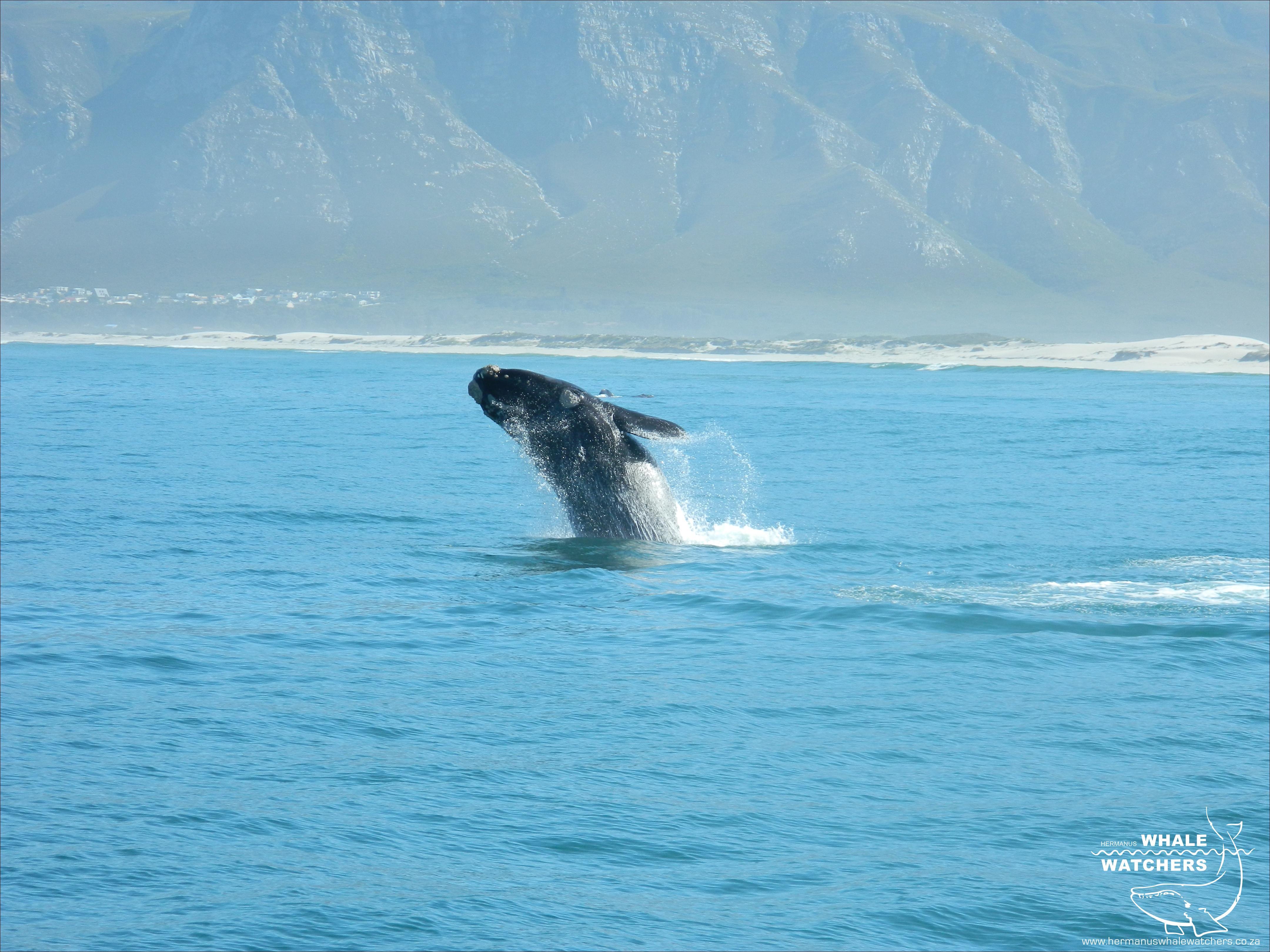 Southern Right Whale breach 3
