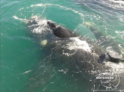 Southern Right Whale - Mating 3