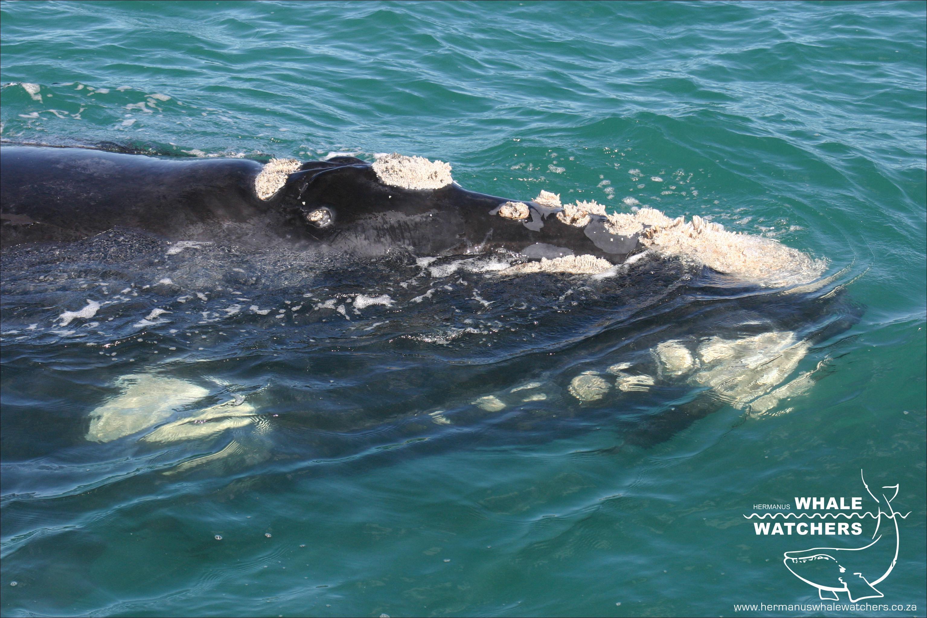 Southern Right Whale Surface