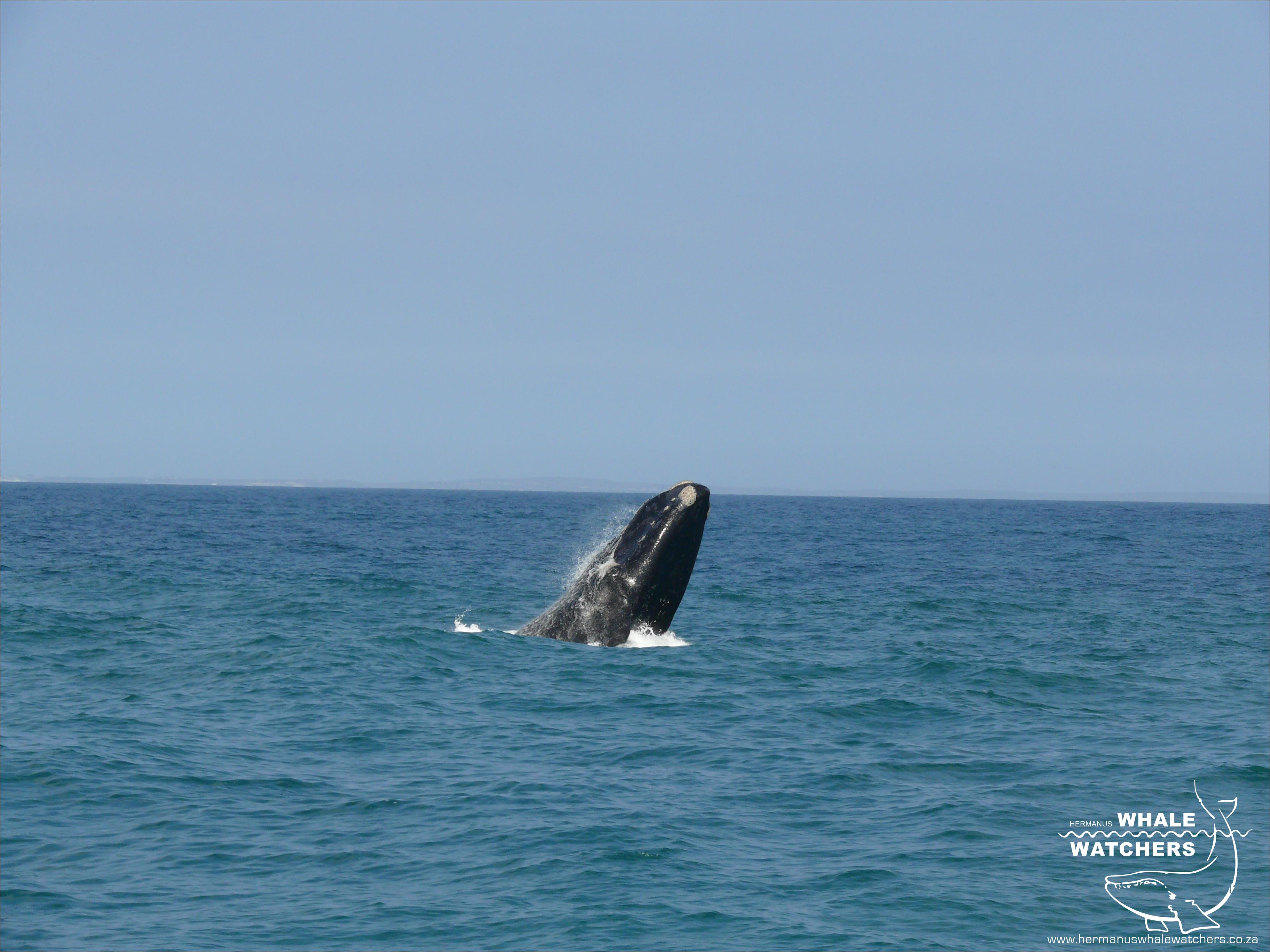 Southern Right Whale breach 6