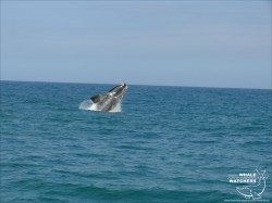 Southern Right Whale breach 7