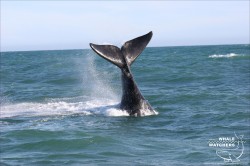 Southern Right Whale Tail 1