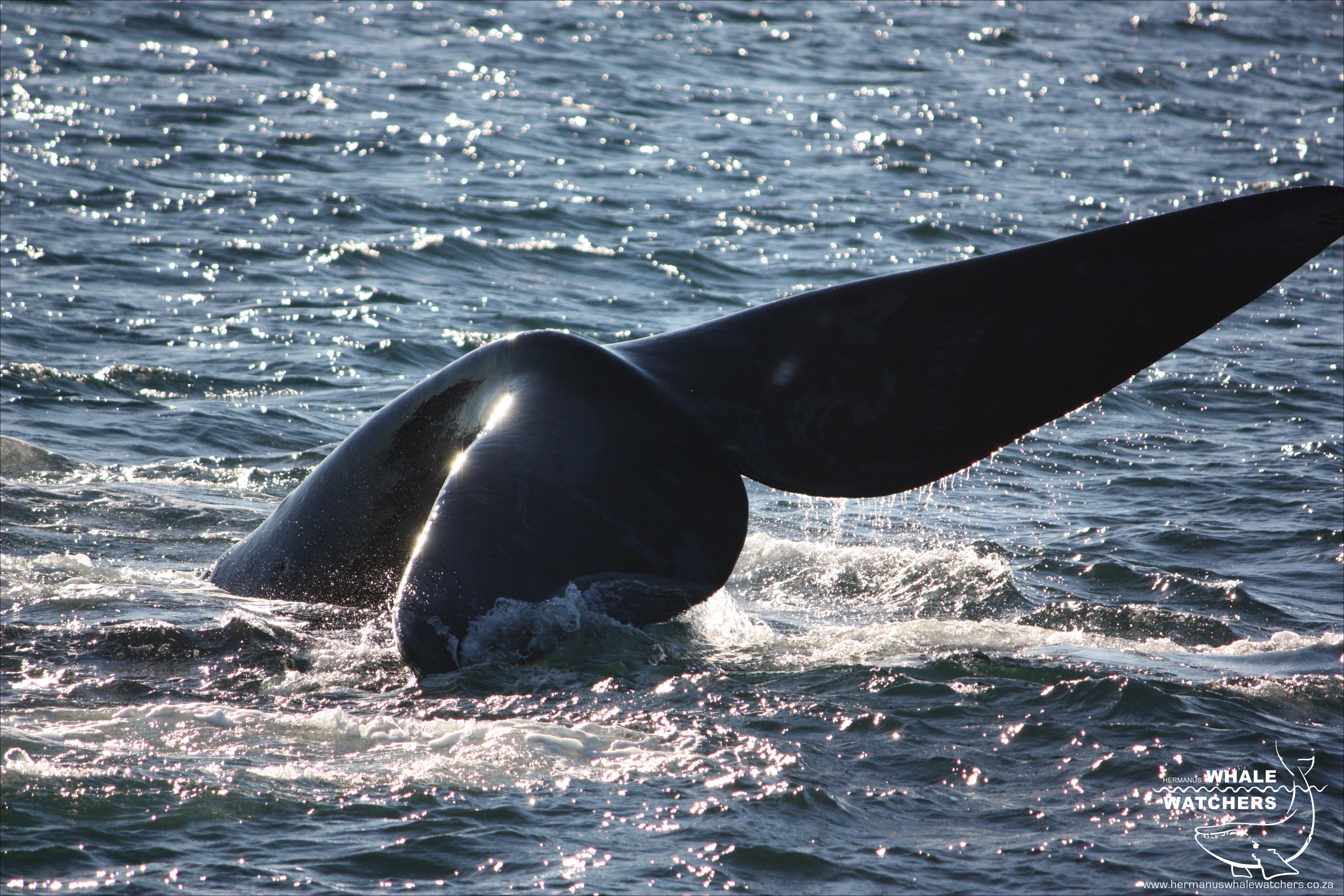 Southern Right Whale Tail 2