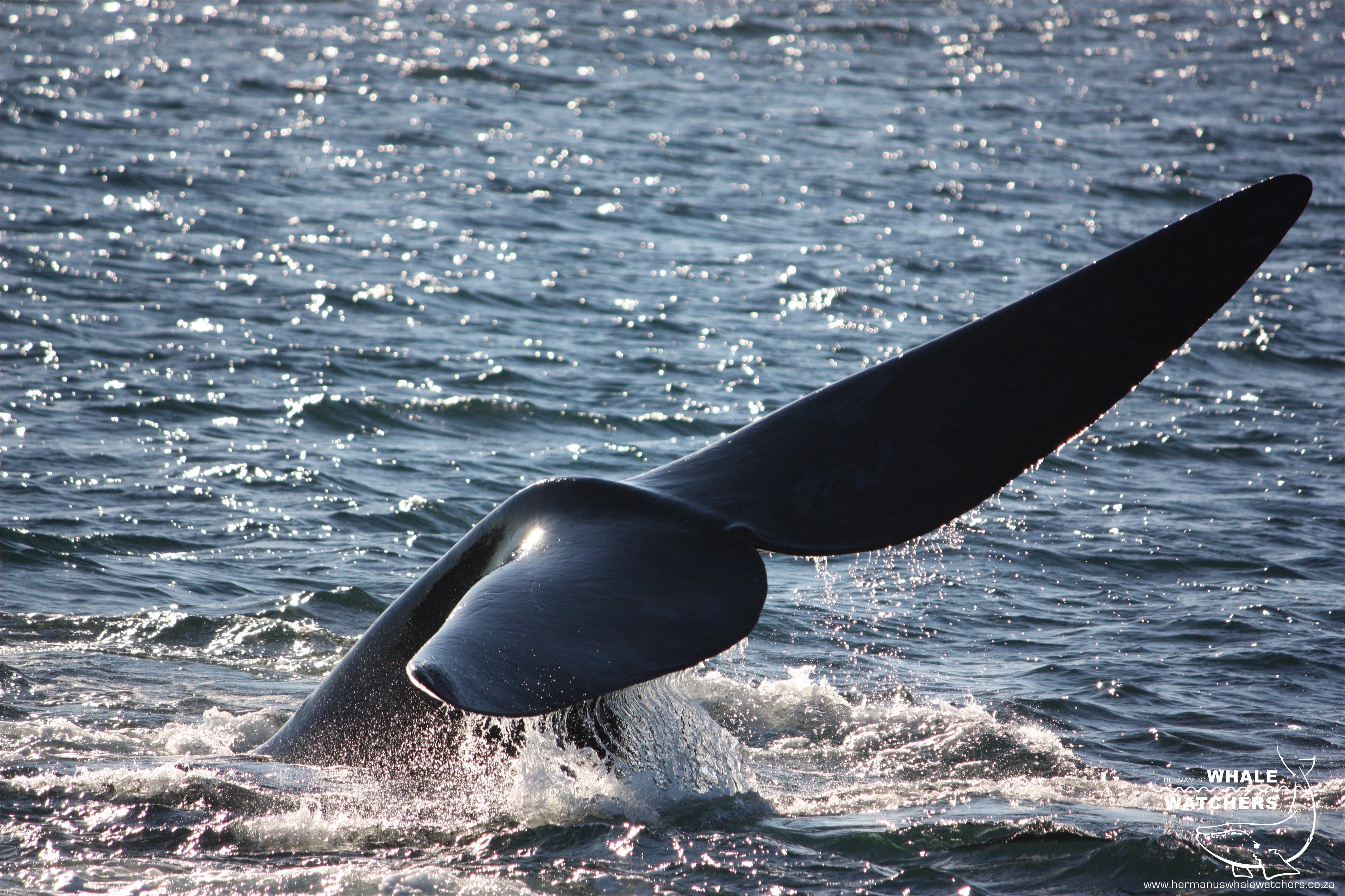 Southern Right Whale Tail 3