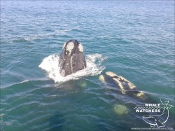 Southern Right Whale - Spyhop