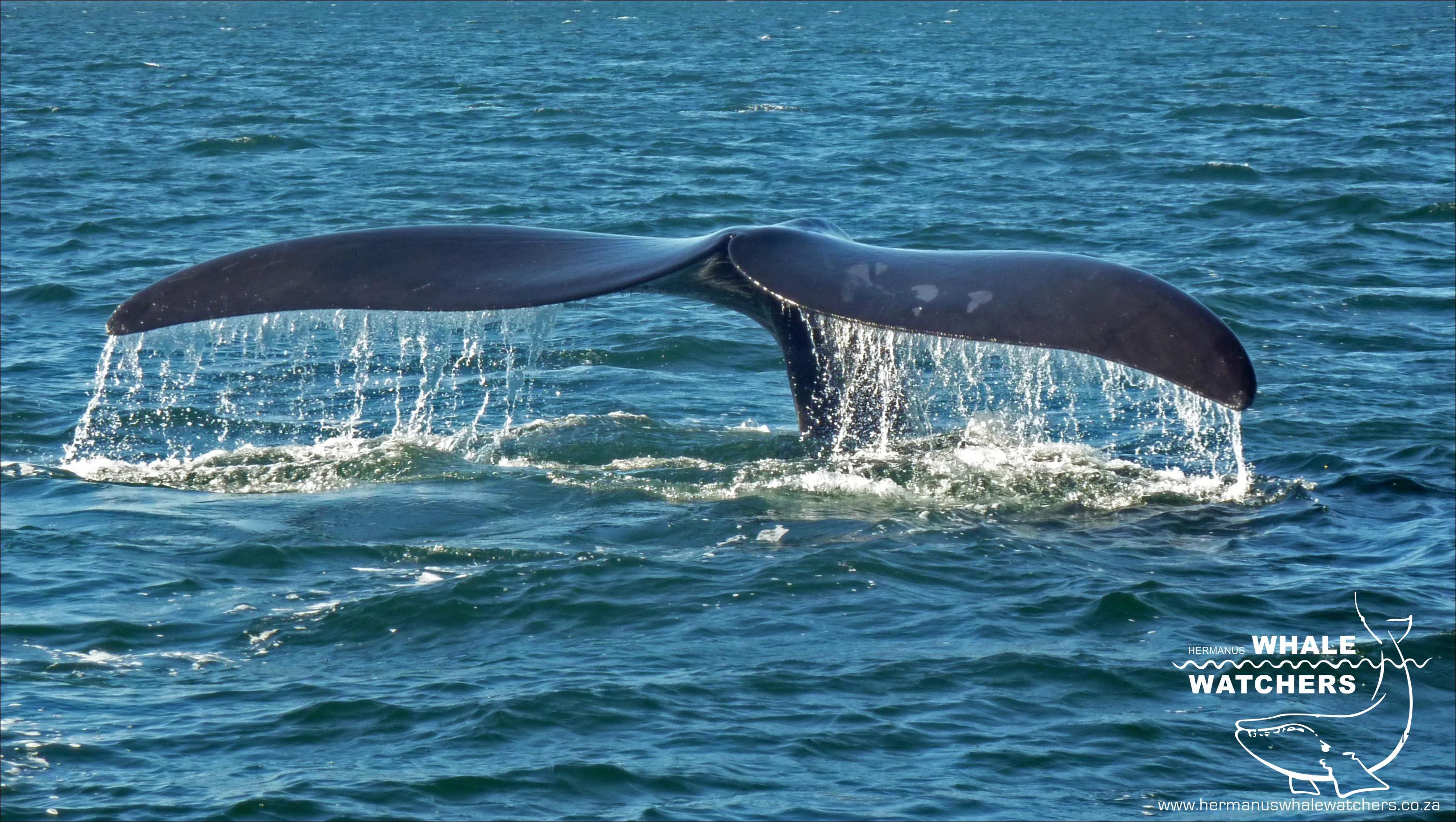 Southern Right Whale Tail 4